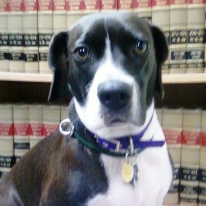Do Courts Allow Dog Pain and Suffering?